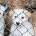 禁賣繁殖工廠寵物！　美國加州推新規定：寵物店只能賣獲救動物