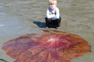 這個小男孩在沙灘上看到「紅色生物」衝過去想摸，但老爸一發現馬上驚覺不妙大喊阻止他！