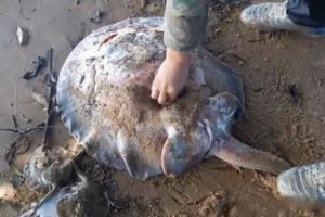 海邊怪魚產仔不下，人用鐵鉗幫其夾出……