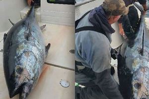漁夫們使盡力氣釣上一條價值連城的「猛獸怪魚」沒想到仔細一看...所有船員竟然嚇得叫他趕緊放走....