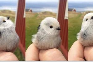 天外飛來「超Q鳥」停在手上討摸！沒想到回家一查才發現牠其實「超級大有來頭」！