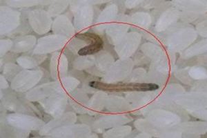 家裡大米生蟲有飛蛾，千萬別暴曬！教你一個土方法，大米不發黴也不生蟲