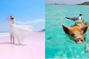 性感的粉色海灘、海裡游泳的豬、加勒比海盜的故鄉，這裡比馬爾地夫還要更天堂！
