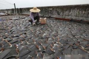 攝影師意外拍到屋頂「黑色瓦片」，拉近焦距後真相讓人痛心疾首！