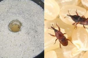 為何米缸總會「長出米蟲」？原來是因為牠們的卵藏在....專家教你一秒消滅米蟲！