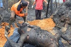 男子路過燒焦樹林，聞到一陣烤肉香味，尋味而去後竟發現幾具巨大的屍體，嚇得他趕緊報警！
