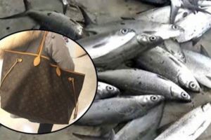 台灣阿嬤用孫子送的「3萬LV包」去菜市場買蝨目魚，沒想到「孫子的反應竟是...」讚爆了！