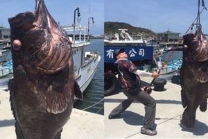漁夫釣到「161斤巨無霸大魚」以為是礁石！一曝光這隻魚的「真實身分」大家驚呼：卯死了！