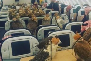 沙烏地阿拉伯富豪帶80隻獵鷹上飛機，一鷹一位的畫面證明了「錢能解決的問題，都不是問題」！