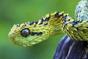 見過「雞雞蛇」嗎？好邪惡的生物~（各種罕見物種大盤點！）