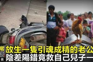 放生一隻引魂成精的老公雞，陰差陽錯竟救自己兒子一命！
