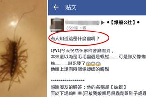她在家中看見這隻有「15對腳的觸鬚怪蟲」徹底嚇瘋，但一得知牠的「珍貴價值」後瞬間超後悔殺死牠啊！
