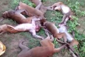 印度12隻猴子集體死亡被懷疑又是人類毒殺，但獸醫驗屍後卻認為是「被牠嚇死的」！
