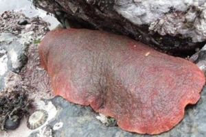 男子在海邊發現有詭異生物在蠕動，「用力翻過來」竟親眼看到「超血腥爆口鮑魚」...（慎入）