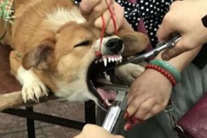 【視頻】5分鐘一隻！中國驚見「幫狗狗割聲帶的攤販」，嫌狗叫聲太吵的主人都在排隊！（內有影片）