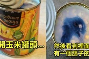 女網友打開玉米罐頭要做沙拉，一看到裡面的「鴿子頭」噁到都沒胃口！