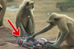 一隻「機器猴子」被放在猴群中，卻不小心被「意外殺害」了，沒想到下一秒「發生的事」都讓人紅了眼眶！