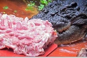 80歲老人捕捉世界最大鱷魚餵養30年，110歲鱷魚仍未放棄吃掉他!