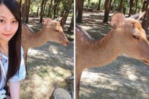 正妹‎開心到日本奈良旅遊想和奈良鹿來張合照，結果鹿鹿竟然一臉嫌棄...網友：沒餅乾還想拍？
