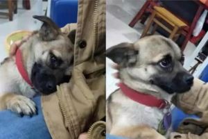 狗狗被偷走兩年後終於找到家，但打開門迎接它的卻是……