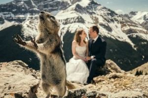 被這些動物破壞了婚禮新人們反而不生氣
