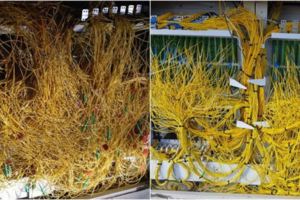 逼死強迫症之「電線超亂的電信箱」，他花了９天才整理完成...