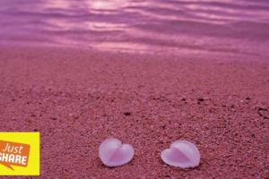 世界上最浪漫的《粉紅沙灘》連男人都覺得超夢幻的天堂就在這！(有視頻）