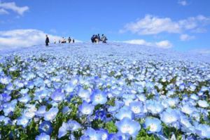 450萬朵粉蝶花海好夢幻花天一色日立海濱公園