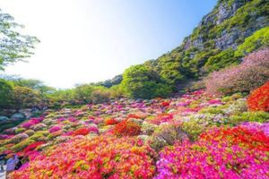 三大花海一次賞！日本御船山樂園花季宛如山水畫