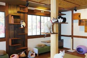 愛貓人的天堂，到日本逛逛旅宿×貓咪咖啡廳的卡哇伊體驗