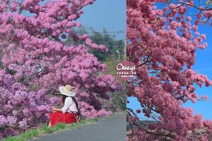 【嘉義】最新秘境在這！櫻花最強勁敵，超盛開「棉花糖樹」洋紅風鈴木，粉嫩花球點綴夢幻色彩，譜出最美河堤景緻！