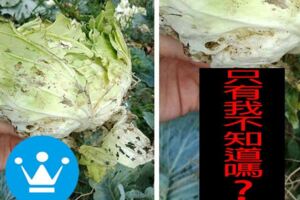 活到今天才知道！他PO「高麗菜根」照片百人看傻引熱議...釣出內行人：這顆是公的