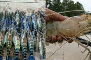 泰國「鬧蝦災」求救中國吃貨，沒想到看了大蝦後卻直言：「幫不了！」