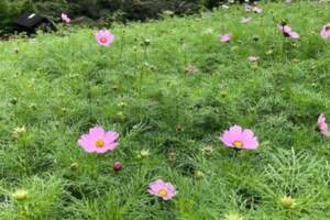 樟樹茶飄香貓空波斯菊花海即將重現