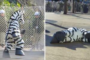 動物園年度「猛獸逃脫」演習！　員工扮玩偶裝狂奔...「戲精式倒地」網笑歪