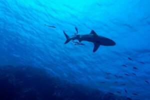 獨自棲息10年！水族館「雌鯊竟產下小鯊魚」　科學家驚：無雄鯊DNA