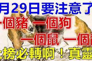 4月29日上榜的留意了，一個豬，一個狗，一個鼠，一個龍必轉