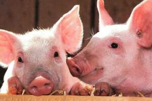 都說屬豬人有福氣：哪個時辰出生的屬豬人最有福氣？