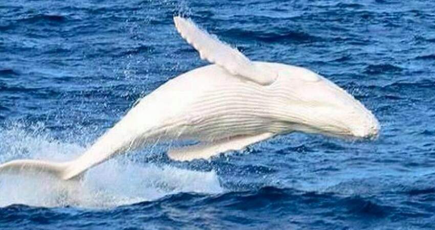 真正的百年一遇！稀有「白色座頭鯨」現身海面　船隻若接近都得罰錢