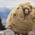 這綿羊為了逃避剃毛竟躲進山洞6年，被抓回時牠的模樣…讓大家看傻眼！「落跑羊」一舉成名！