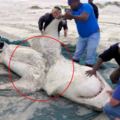 5隻大白鯊屍體「內臟全被掏光光」死得超可悲，調查後卻意外發現殺手不是人類…