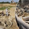 墨西哥驚現「猛獁象化石」！考古學家稱「來自1萬多年前」，可尋找古人類線索…