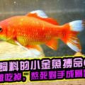 被當飼料的小金魚搏命6年，始終沒被吃掉，熬死對手成為新主人！