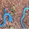 男子半路遇上一條「藍色的蛇」張開大嘴要攻擊他！他躲開撿回一命，回家卻發現……後悔死了！！