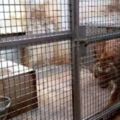 新竹動物園搬遷竟害21隻動物喪命