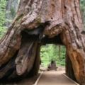這棵1000多歲的大樹，被挖了一個大洞做成了隧道，130年後的畫面讓人後悔莫及！