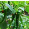 陽台種辣椒，一個小秘訣，產量增加百分之三十，三棵就足夠吃一年！