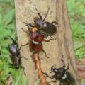東勢林場熱鬧一夏　甲蟲生態豐富多元