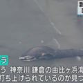 日本海灘首次發現藍鯨屍體死因待查
