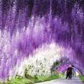 CNN評選一生必去的紫色瀑布　日本「紫藤隧道」擁有不遜櫻花的美